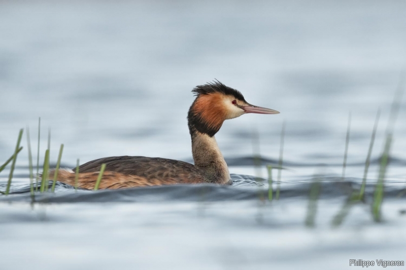 Photo Oiseaux Grèbe huppé (Podiceps cristatus)