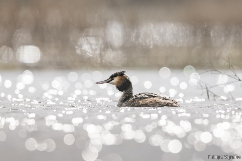 Photo Oiseaux Grèbe huppé (Podiceps cristatus)