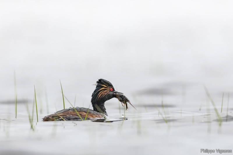 Photo Oiseaux Grèce à cou noir (Podiceps nigricollis)