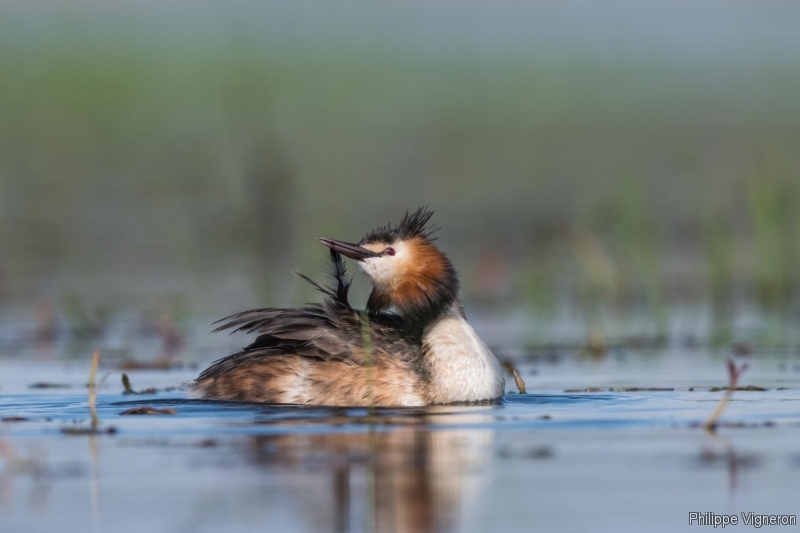 Photo Oiseaux Grèbe huppé (Podiceps cristatus)