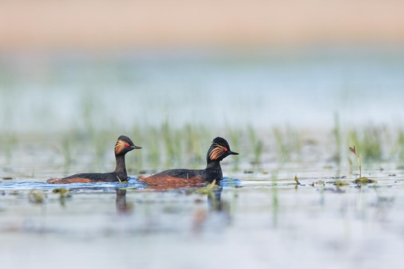 Photo Oiseaux Grèbe à cou noir (Podiceps nigricollis)