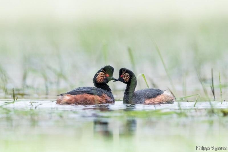 180411_112131-4.jpg Grèbe à cou noir (Podiceps nigricollis)