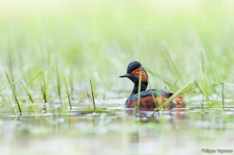 Photo Oiseaux Grèbe à cou noir (Podiceps nigricollis)