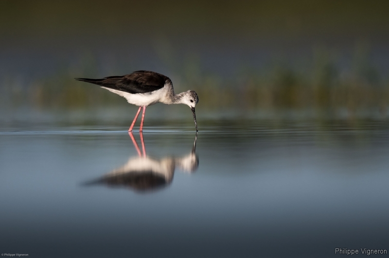 Photo Oiseaux Echasse Blanche (Himantopus himantopus)