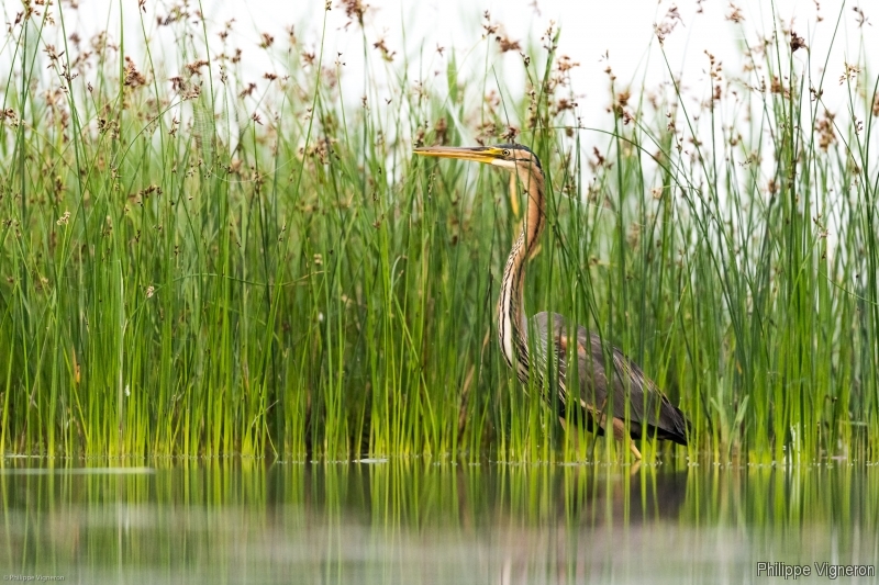 Photo Oiseaux Héron pourpré (Ardea purpurea)