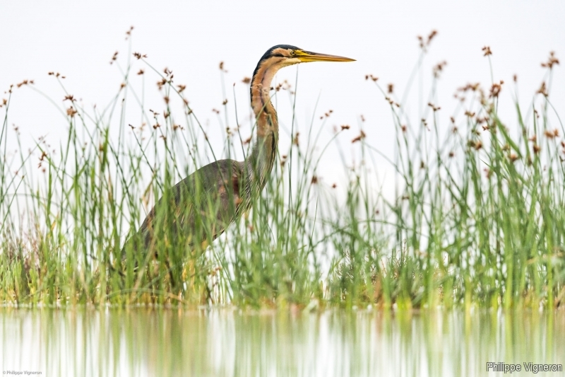 180627_060032.jpg Héron pourpré (Ardea purpurea)