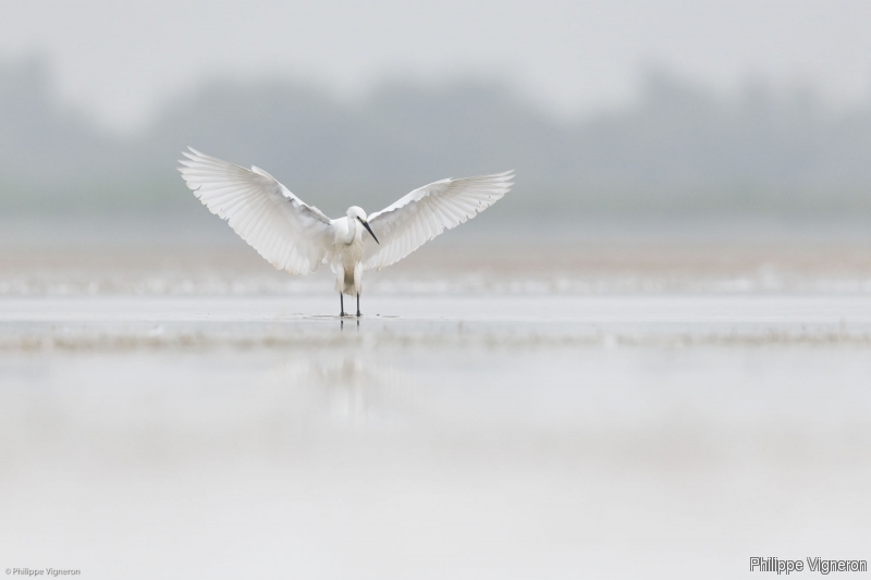 Photo Oiseaux Aigrette garzette (Egretta garzetta)