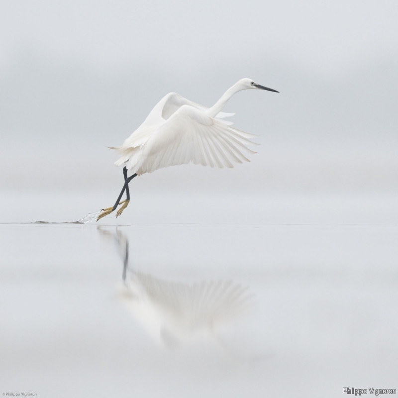 Photo Oiseaux Aigrette garzette (Egretta garzetta)