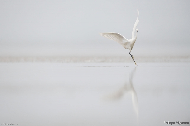 Photo Oiseaux Aigrette garzette (Egretta garzetta)