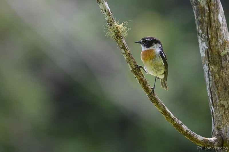 Photo Oiseaux Traquet de La Réunion (Saxicola Tectes)