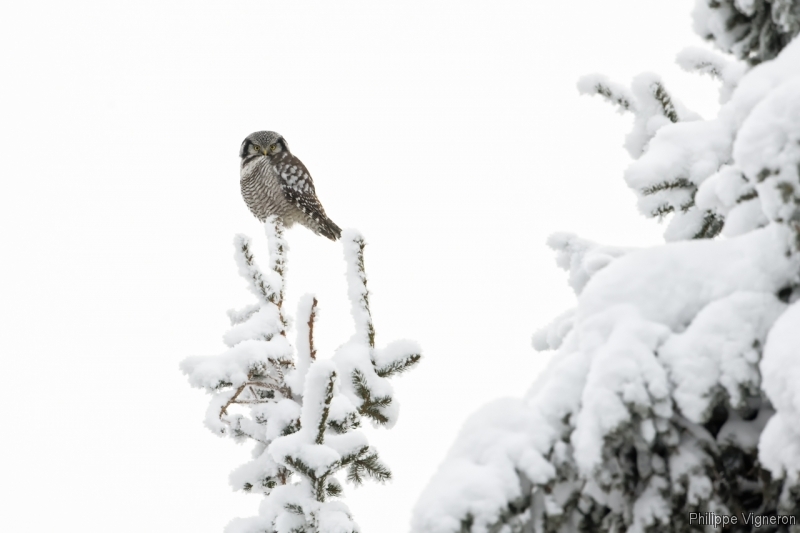 Photo Oiseaux Chouette Épervière (Surnia ulula)