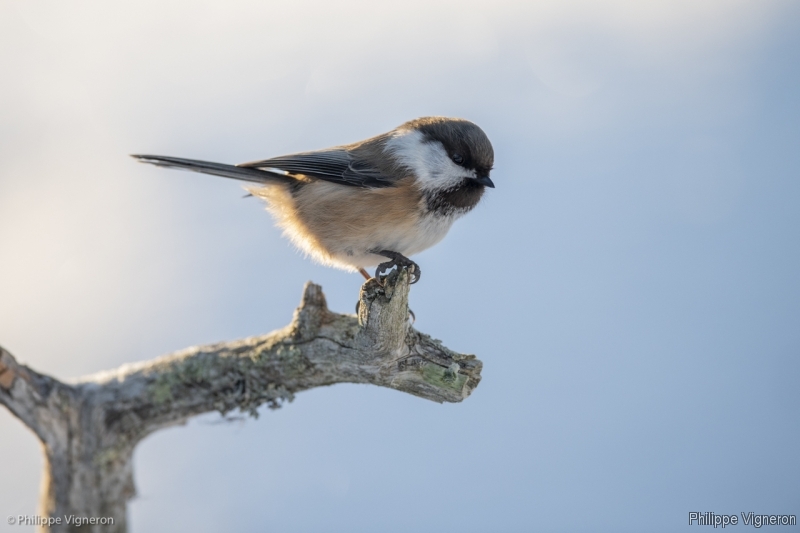 Photo Oiseaux Mésange Lapone (Parus conclus)