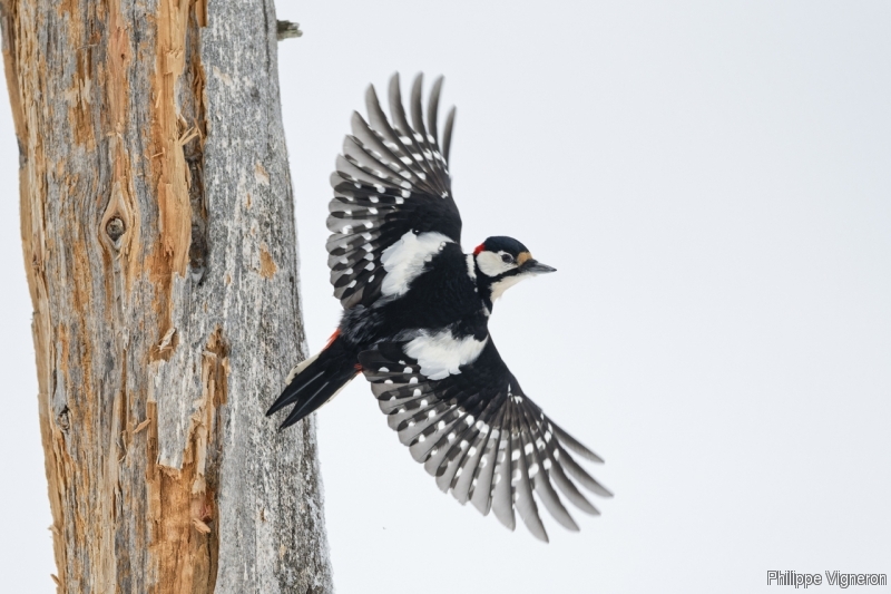 Photo Oiseaux Pic épeiche (Dendrocopos major)