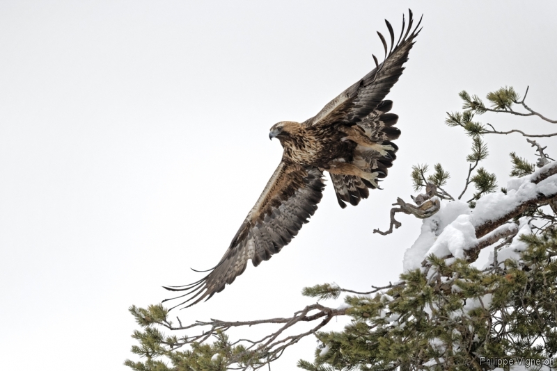 Photo Oiseaux Aigle Royal (Aquila chrisactos)