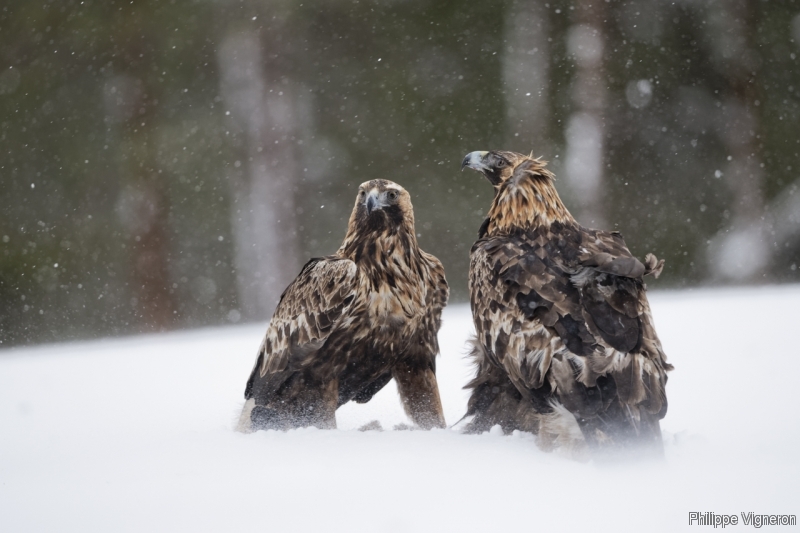 Photo Oiseaux Aigle Royal (Aquila chrisactos)