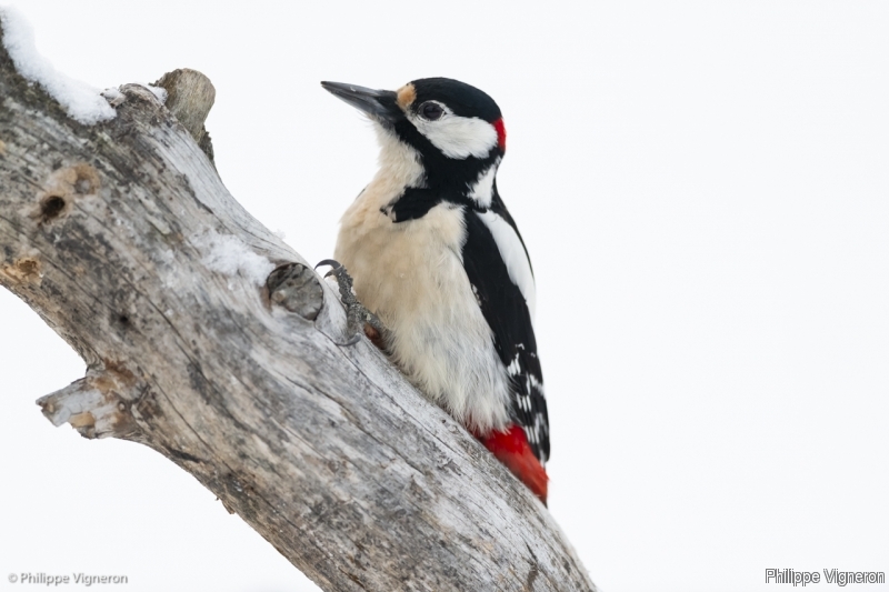 Photo Oiseaux Pic épeiche (Dendrocopos major)