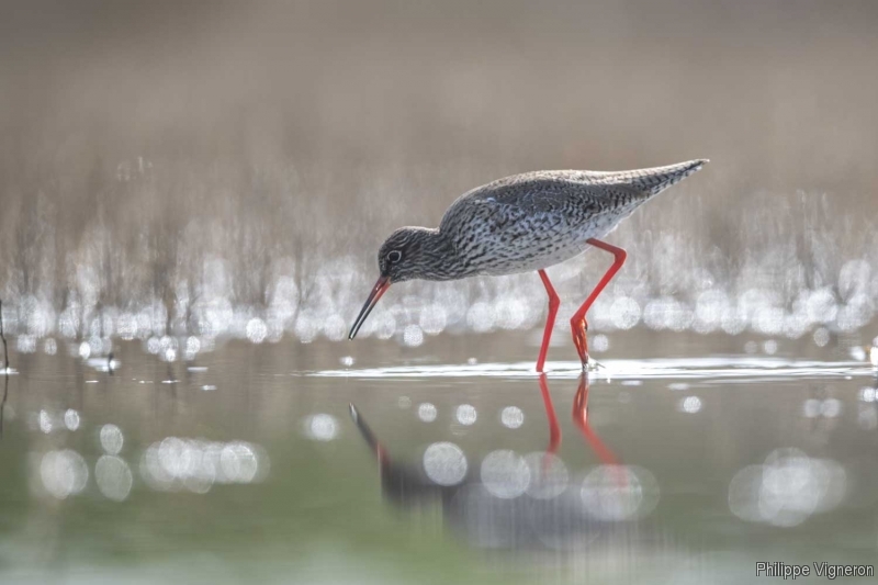 Photo Oiseaux Chevalier gambette (Tringa totanus)