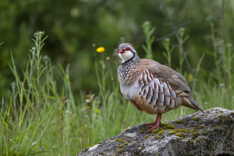 Photo Oiseaux Perdrix rouge (Alectoris rufa)