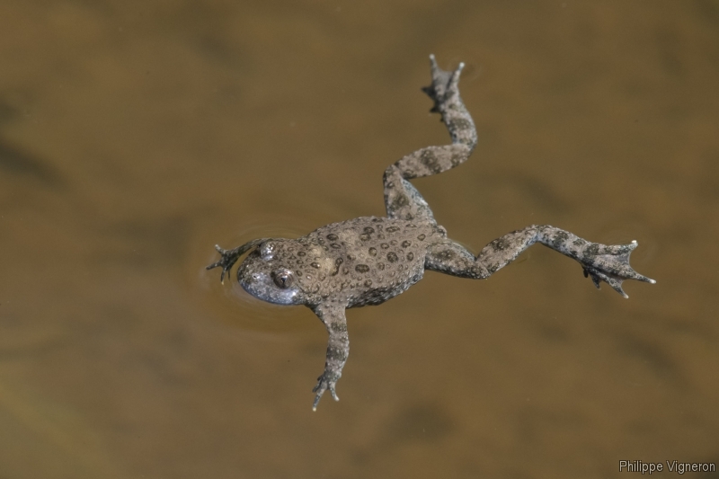 Photo Amphibiens