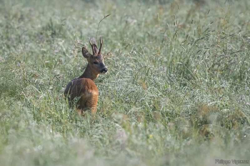 Photo Mammifères Chevreuil (Capreolus capreolus)