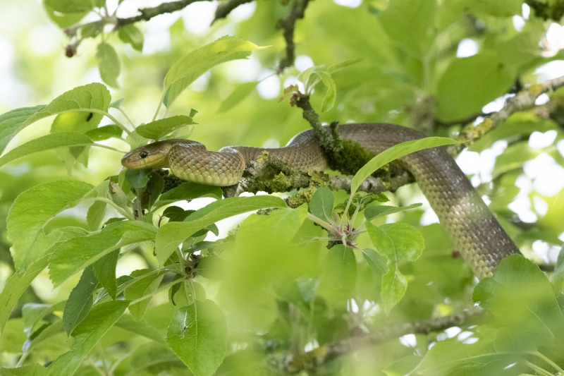 Photo Reptiles