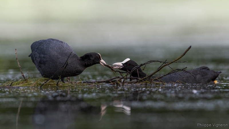 Photo Oiseaux Foulque macroule (Fulica atra)