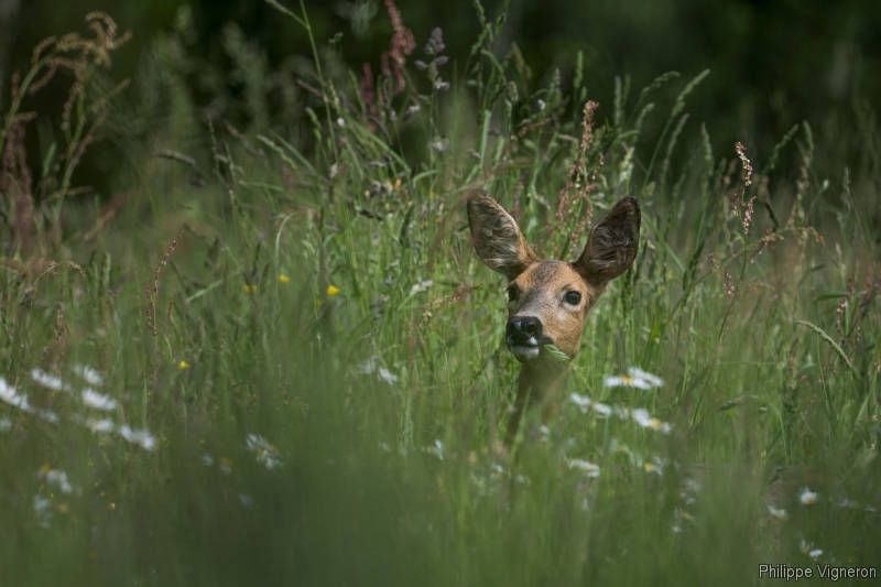 Photo Mammifères Chevreuil (Capreolus capreolus)