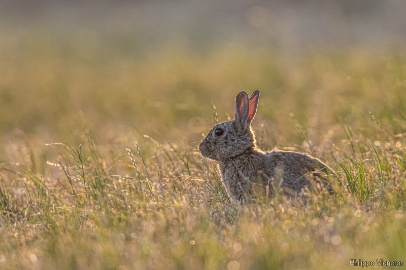 Photo Mammifères Lapin de garenne (Oryctolagus cuniculus)