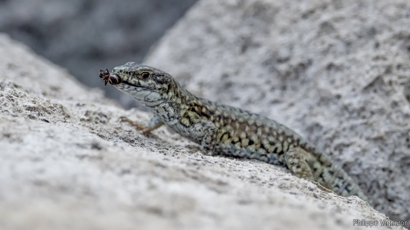 Photo Reptiles Lézard des murailles (Podarcis muralis)