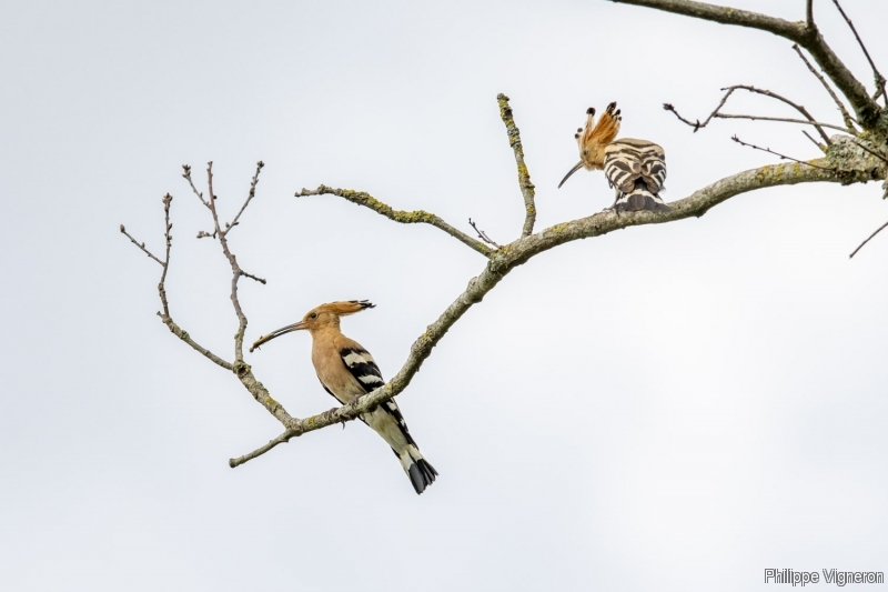 Photo Oiseaux Huppe fasciée (Upupa epops)