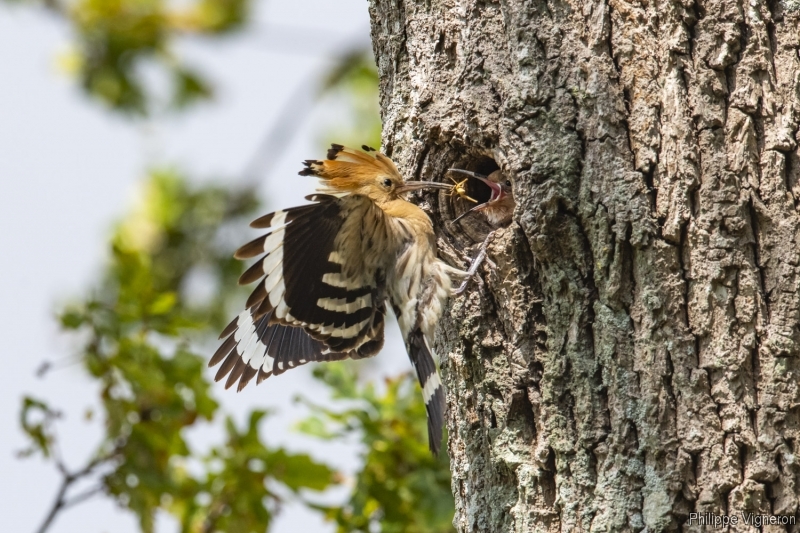 Photo Oiseaux Huppe fasciée (Upupa epops)