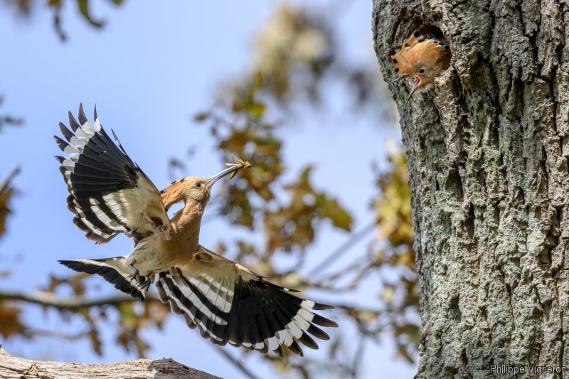 Photo Oiseaux Huppe fasciée (Upupa epops)