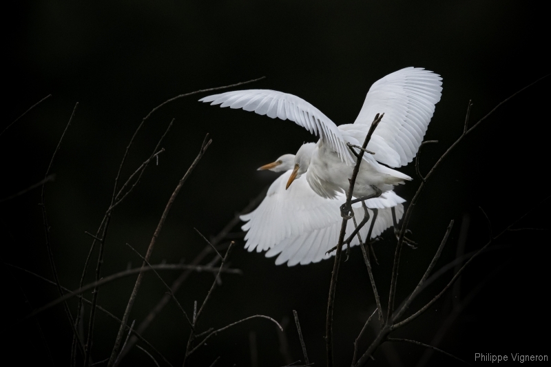 Photo Oiseaux Héron garde-boeufs (Ardeola ibis)