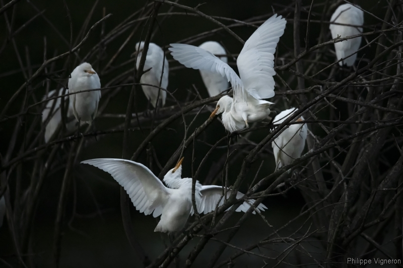 Photo Oiseaux Héron garde-boeufs (Ardeola ibis)