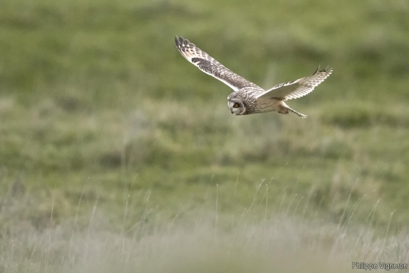 Photo Oiseaux Hibou des marais (Asio fammeus)