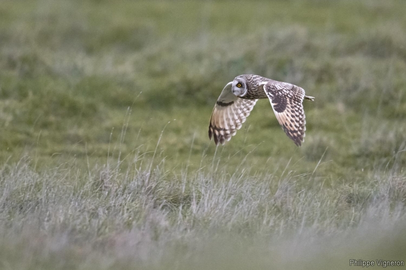 Photo Oiseaux Hibou des marais (Asio fammeus)