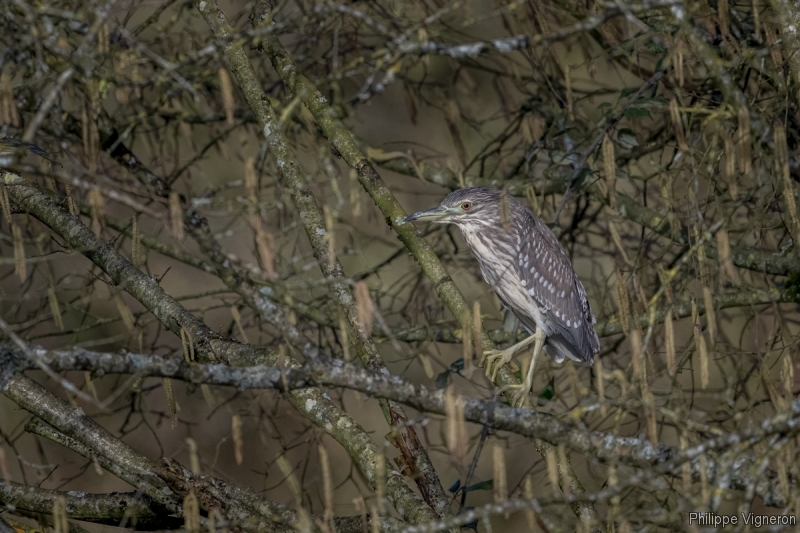 Photo Oiseaux Héron bihoreau gris (Nycticorax nycticorax)