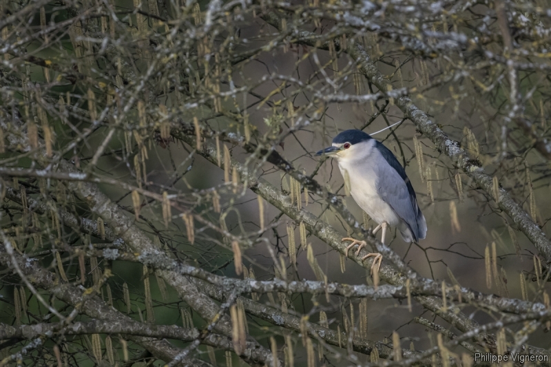 Photo Oiseaux Héron bihoreau gris (Nycticorax nycticorax)