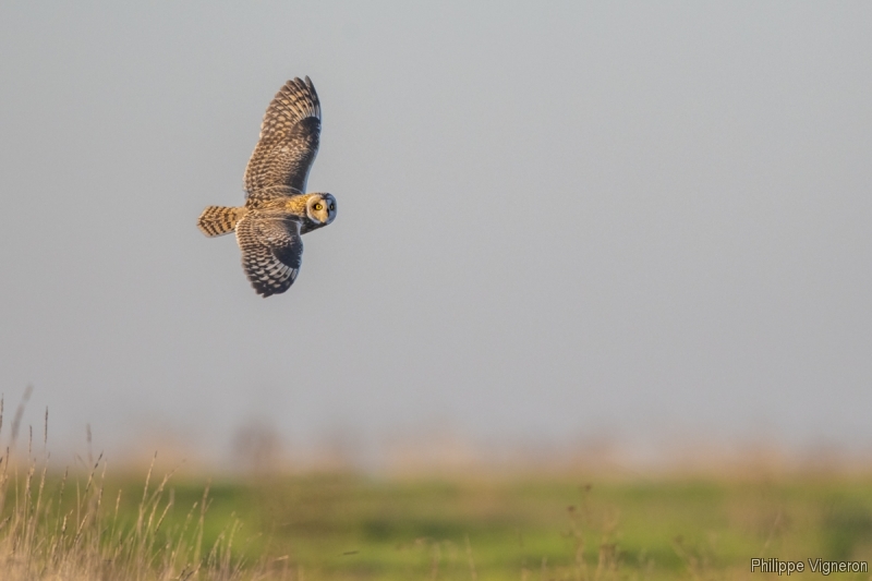 Photo Oiseaux Hibou des marais (Asio fammeus)