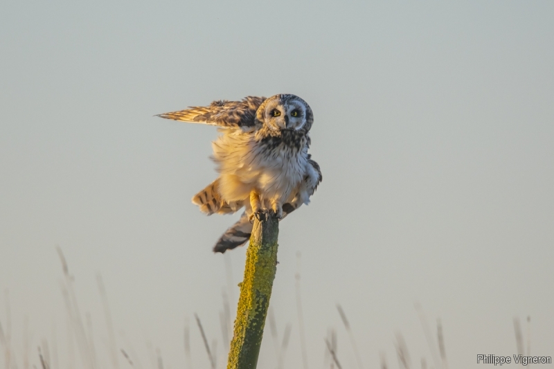 Photo Oiseaux Hibou des marais (Asio fammeus)