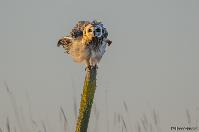 Photo Oiseaux Hibou des marais (Asio fammeus)