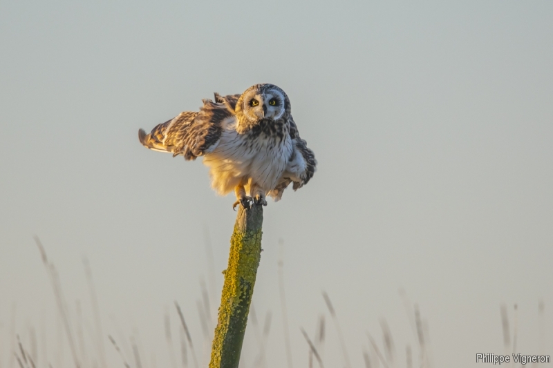 Photo Oiseaux Hibou des marais (Asio fammeus)