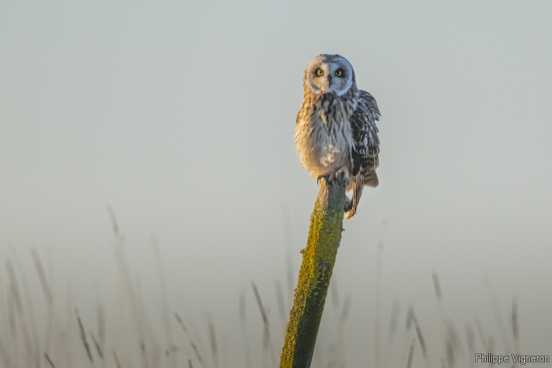 Photo Oiseaux Hibou des marais (Asio fammeus)