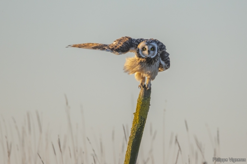 Photo Oiseaux Hibou des marais (Asio fammeus)