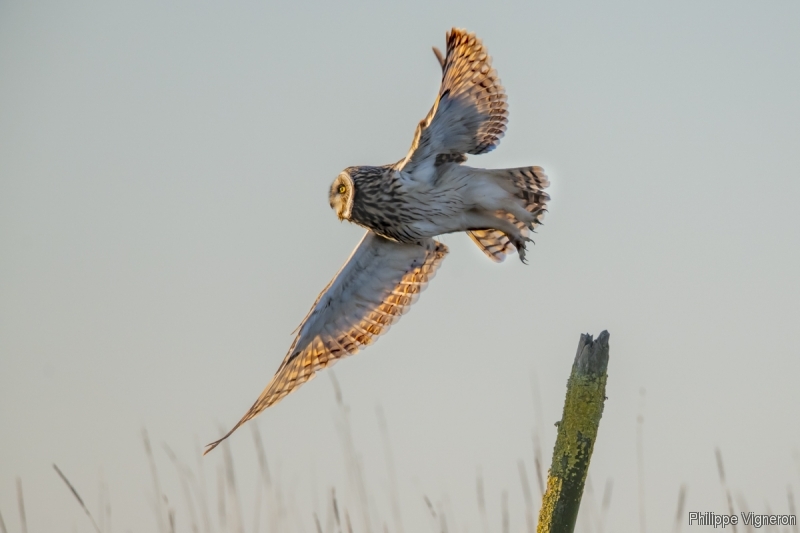 Photo Oiseaux Hibou des marais (Asio fammeus)