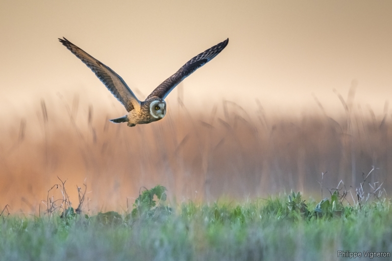 Photo Oiseaux Hibou des marais (Asio fammeus)