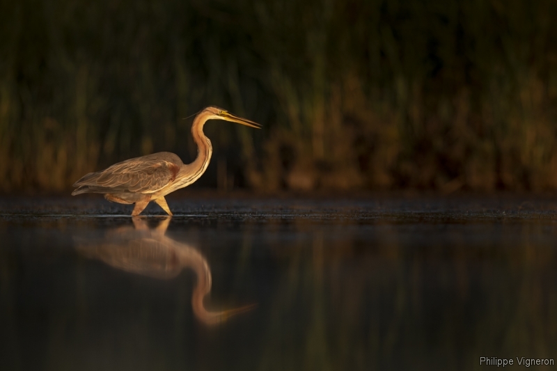 Photo Oiseaux Héron pourpré (Ardea purpurea)