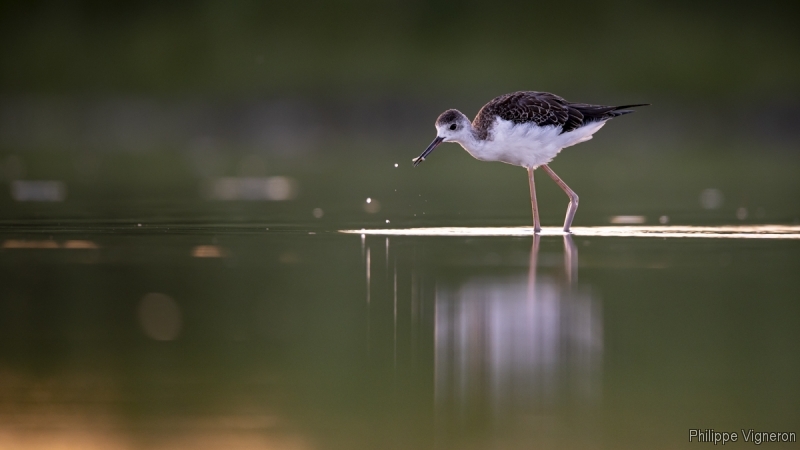 Photo Oiseaux Echasse Blanche (Himantopus himantopus)