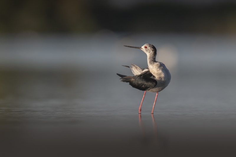 Photo Oiseaux Echasse Blanche (Himantopus himantopus)