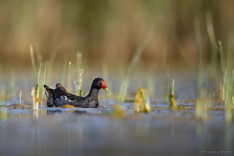 Photo Oiseaux Gallinule poule-d'eau (Gallinula chloropus)